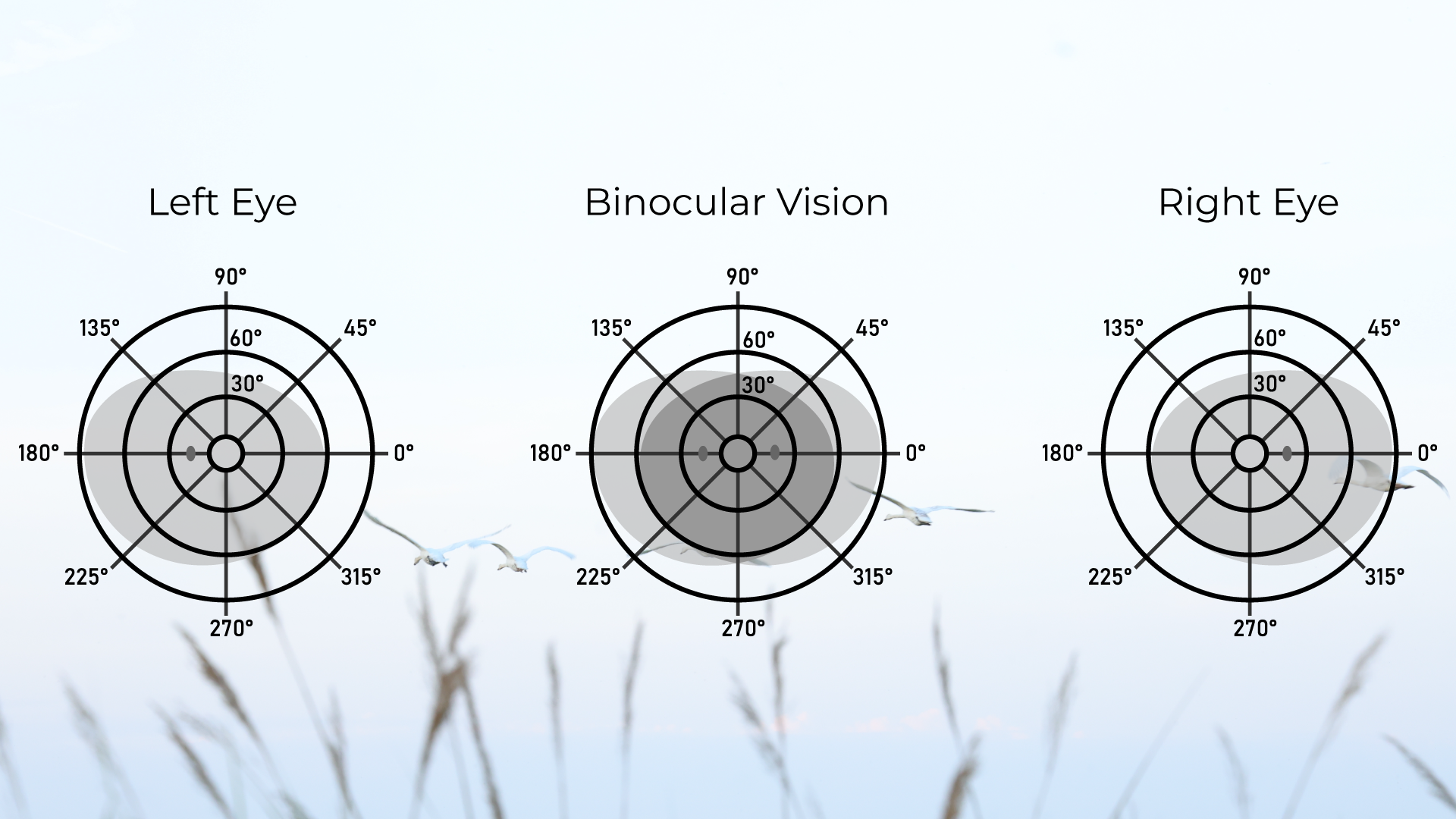 Binoculars Vision Diagram Binoculars Vision Diagram