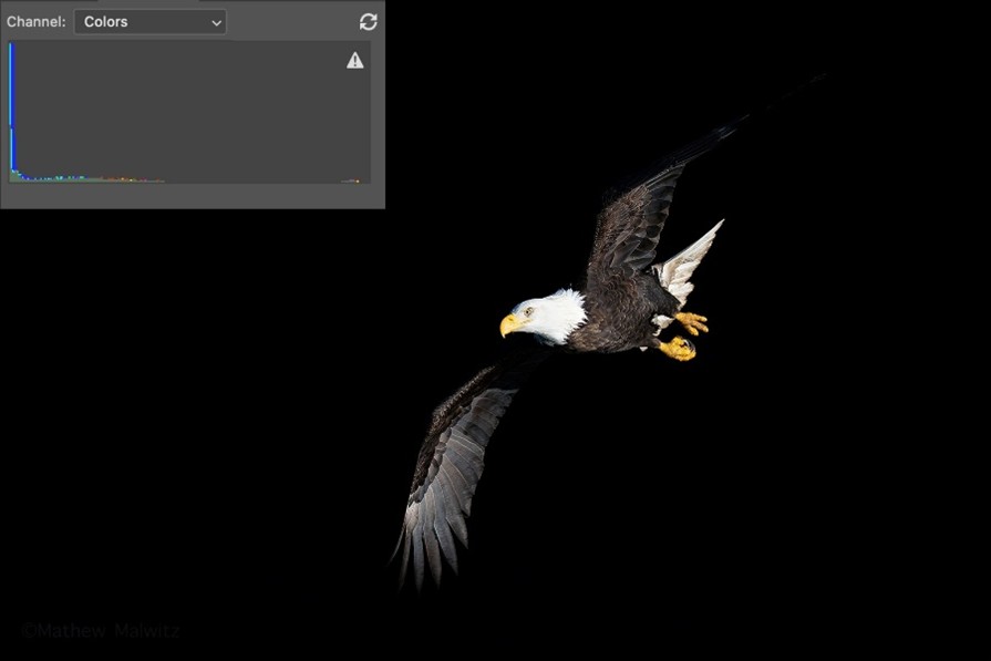 Quite the opposite of the above image, however, the eagle itself is properly exposed. Under or overexposed doesn’t necessarily mean it’s a bad exposure, so long as it meets your goals. Quite the opposite of the above image, however, the eagle itself is properly exposed. Under or overexposed doesn’t necessarily mean it’s a bad exposure, so long as it meets your goals.