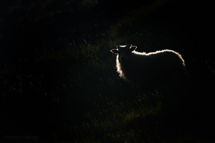 Above, you have a properly exposed subject against an underexposed background. This example showcases the shadow focused “Low-Key” style of image we mentioned earlier. Above, you have a properly exposed subject against an underexposed background. This example showcases the shadow focused “Low-Key” style of image we mentioned earlier.